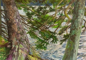 Balsam & Pine Branches